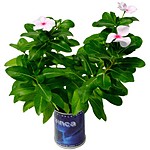 "MicroGiardini" Flowers in a Can
