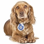 Pet's Eye View Camera