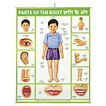 Parts of the Body Poster