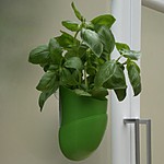 Beanpod Organic Herbs