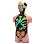 Puzzle Human Torso