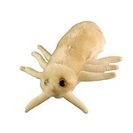 Louse Plush Toy