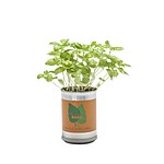 "MicroGiardini" Flowers and Herbs in a Can
