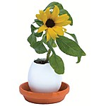 "Eggling" Plant Daisy / Sunflower
