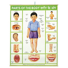 Curiosite.com  Parts of the Body Poster
