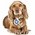 Your pet won’t have a clue you’re spying on him.
