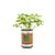 "MicroGiardini" Flowers and Herbs in a Can