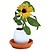 "Eggling" Plant Daisy / Sunflower