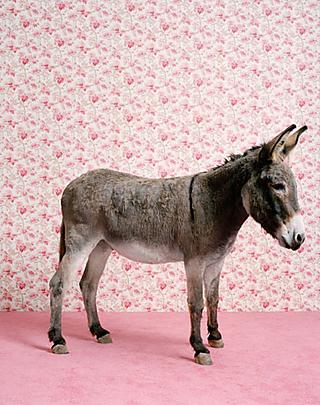 A somewhat pretentious donkey