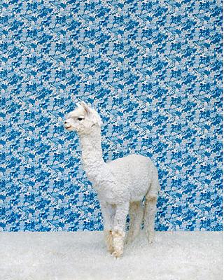 A llama, dressed to match the carpeting