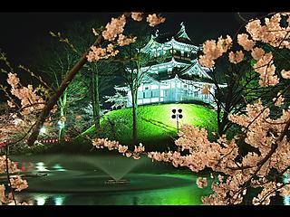 Yozakura (cherry trees at night)