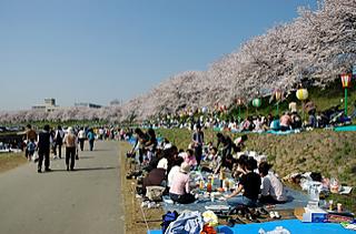 People enjoying Ohanami by the cherry trees