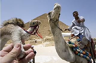 A fake camel next to a real one