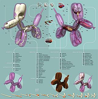 "Pneumatic Anatomica": inside a balloon-dog.