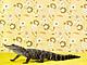A crocodile making itself at home 