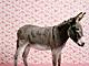 A somewhat pretentious donkey