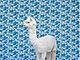 A llama, dressed to match the carpeting
