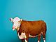 This cow is thirsty