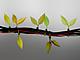 Cables that sprout into plants...