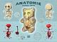 "Anatomie Gummi Bär": view of the insides of a gummy bear.