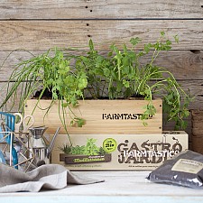 FARMTASTICO Kit de culture biologique d'herbes aromatiques méditerranéennes.