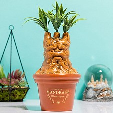 Vase Mandrake Harry Potter