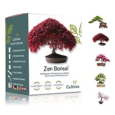 Kit complet pour la culture de bonsaïs