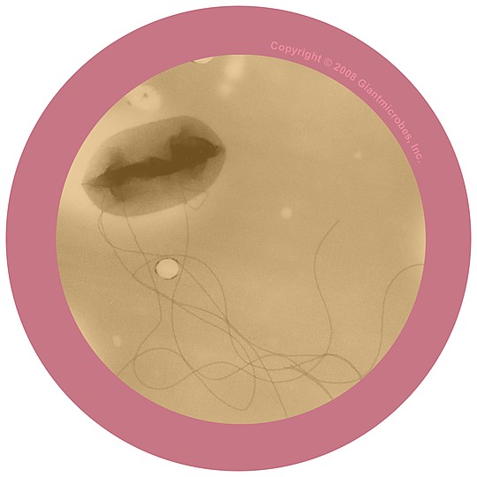 Gros plan microscopique de la bactérie E. coli