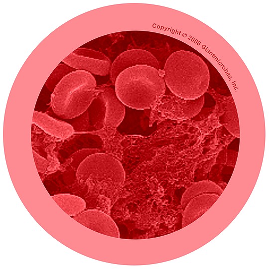 Détail microscopique d'un globule rouge