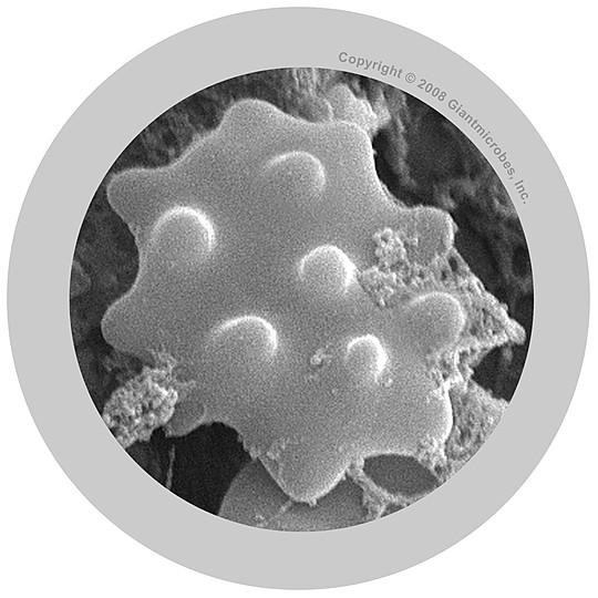Détail microscopique d'un globule blanc