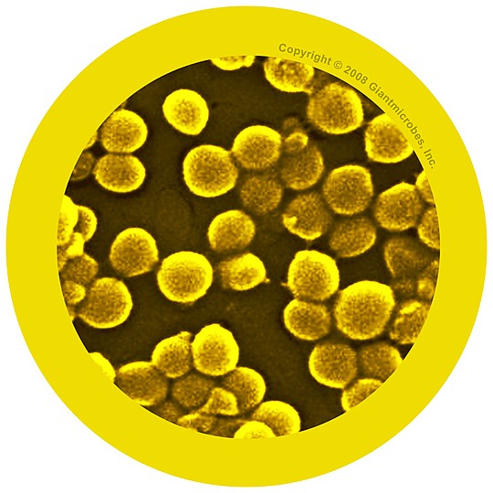 Image d'un staphylocoque doré