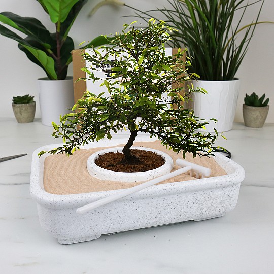 Kit de culture de bonsaïs