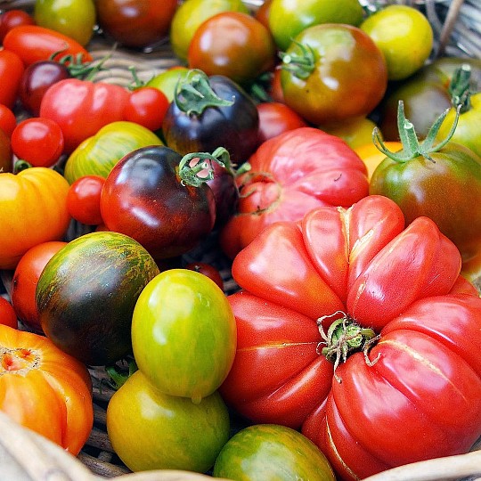 Comprend des semences de 5 variétés de tomates