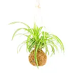 Conçu par Gift Republic