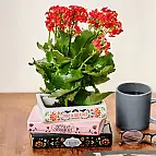 Pot à livres empilés Botanical Trilogy