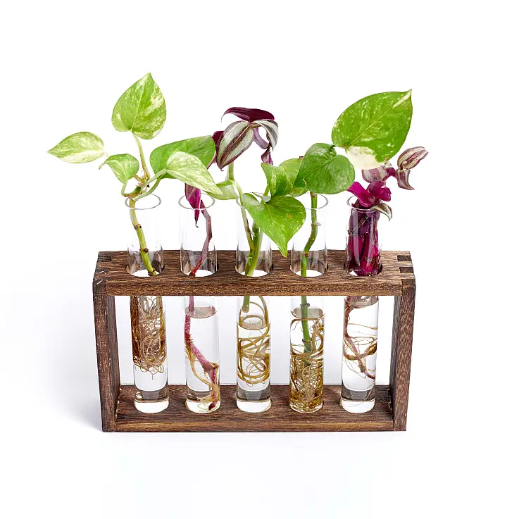 Kit Hydroponie 3 Bouteilles En Verre + Plateau Bois - Station De Propagation Pour Plantes (Bouturage, Herbes)