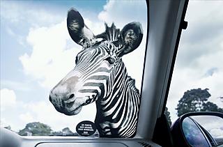 A very realistic zebra by your car