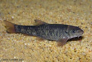 <i>Garra Rufa</i>, a fish that knows a few beauty tricks