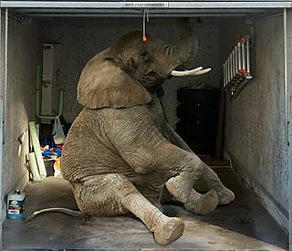 There’s an elephant in your garage... or so it seems
