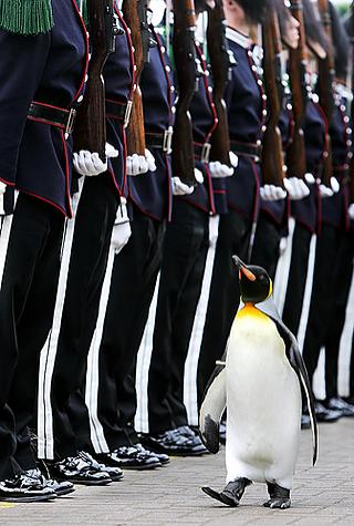 Nils Olav inspecting the troops. Photo: ritemail-amazing.blogspot.com